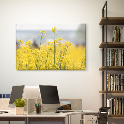Yellow Rapeseed Flower Wall Art Decor 100% Australian Made