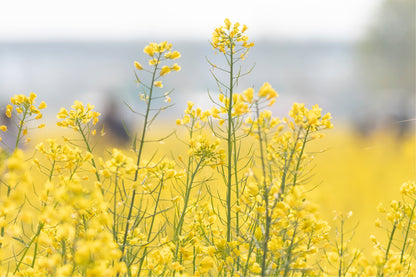 Yellow Rapeseed Flower Wall Art Decor 100% Australian Made