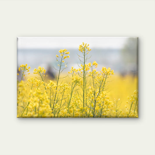 Yellow Rapeseed Flower Wall Art Decor 100% Australian Made