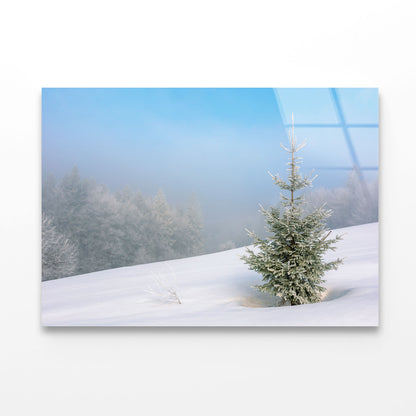 Little Fir Tree Acrylic Glass Print Tempered Glass Wall Art 100% Made in Australia Ready to Hang