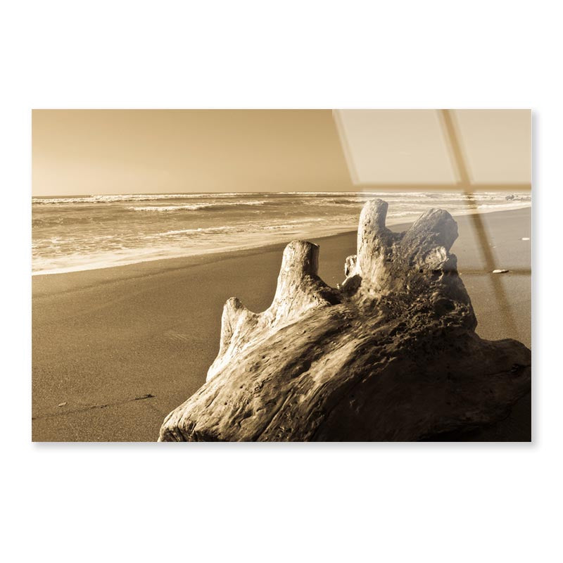 Old Log Driftwood Washed Up on Beach in Sepia Tones Acrylic Glass Print Tempered Glass Wall Art 100% Made in Australia Ready to Hang