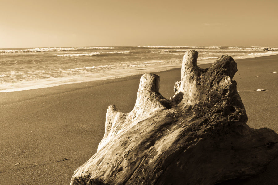 Old Log Driftwood Washed Up on Beach in Sepia Tones Wall Art Decor 100% Australian Made