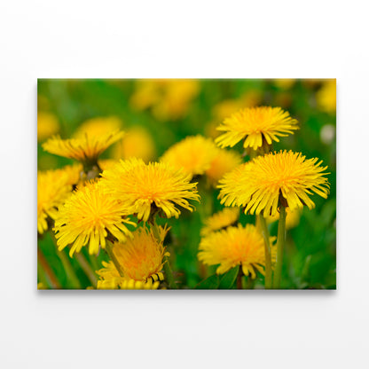 A Group of Yellow Flowers Close-Up View Print 100% Australian Made