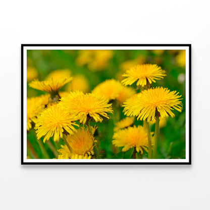 A Group of Yellow Flowers Close-Up View Home Decor Premium Quality Poster Print Choose Your Sizes