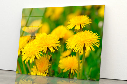 A Group of Yellow Flowers Close-Up View Acrylic Glass Print Tempered Glass Wall Art 100% Made in Australia Ready to Hang