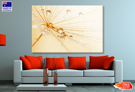 Dandelion With Water Droplets Wall Art Decor 100% Australian Made