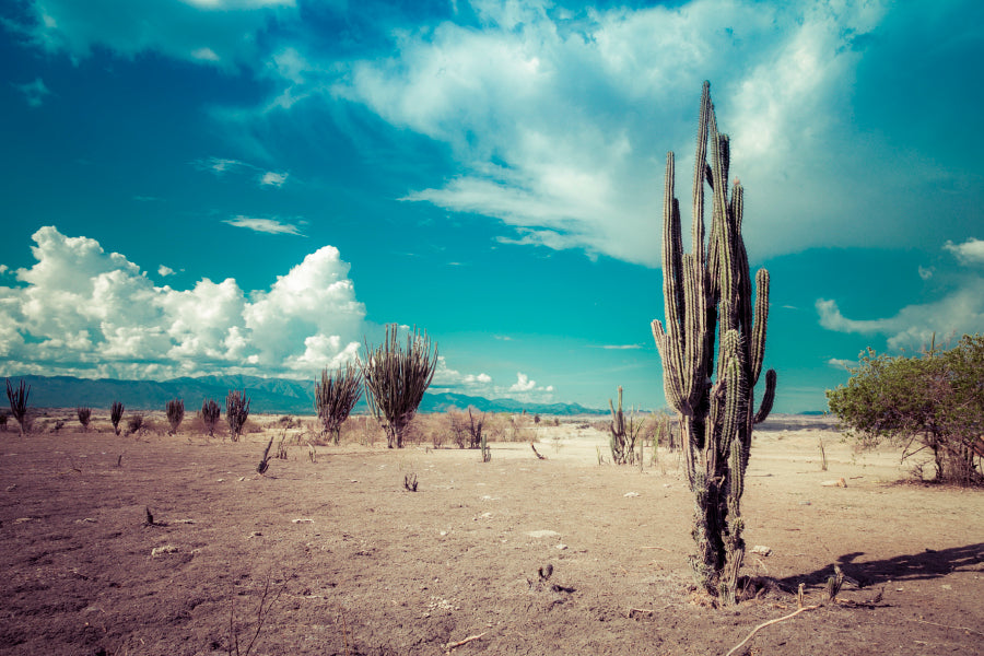 Cactus In Desert & Blue Sky Home Decor Premium Quality Poster Print Choose Your Sizes