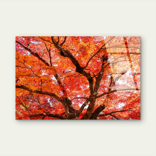 Orange Red Autumn Japanese Maple Tree Acrylic Glass Printing Wall Art Australian Made Quality