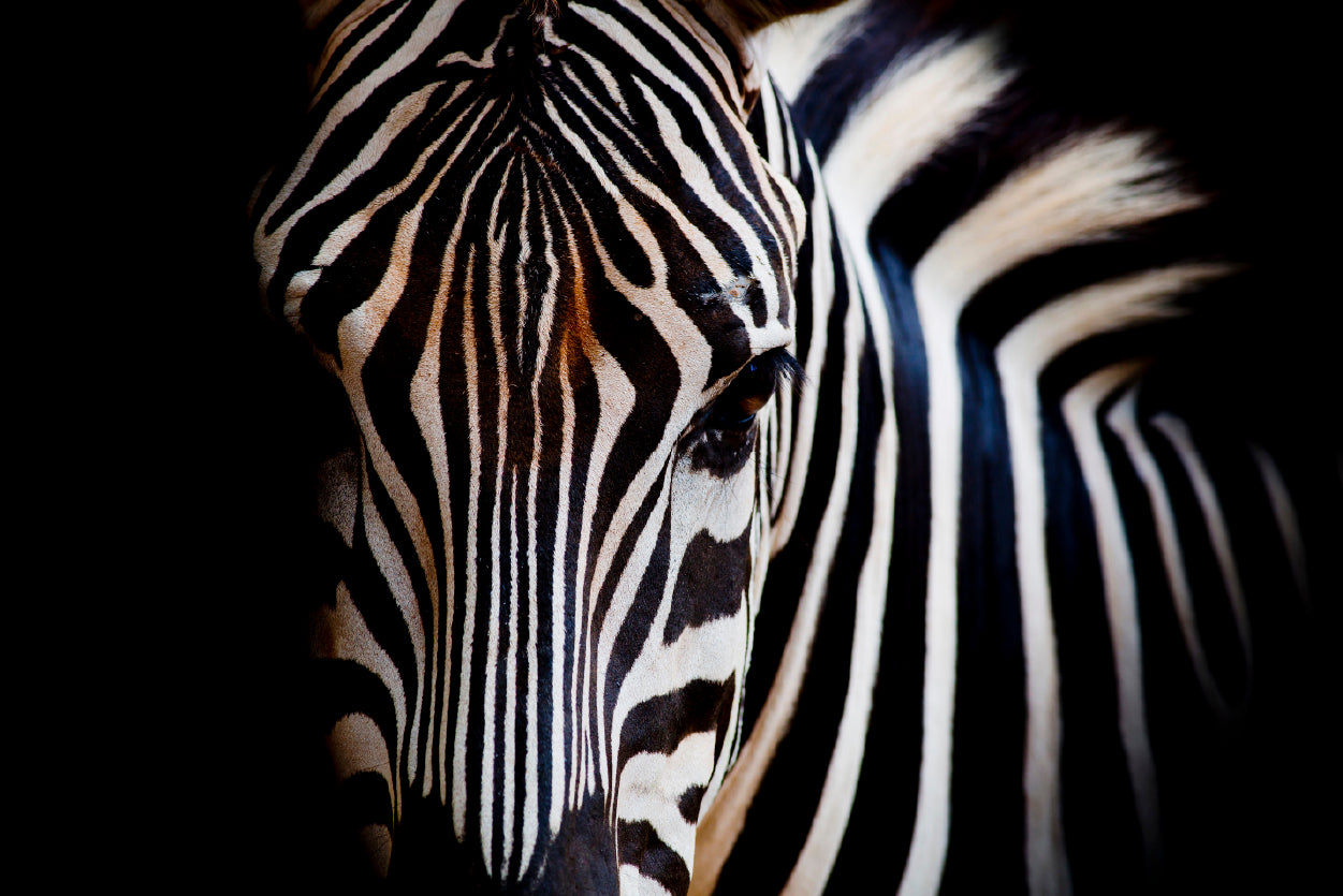 Wild Zebra in Black Background Home Decor Premium Quality Poster Print Choose Your Sizes