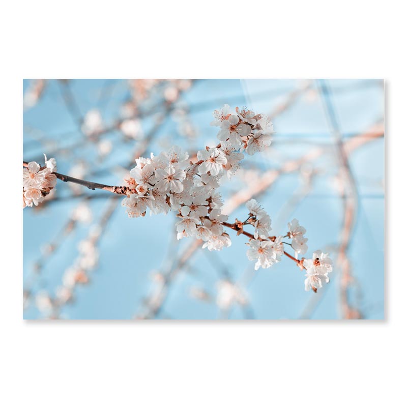 Close-Up Of the Blossoming Branch in Spring Acrylic Glass Print Tempered Glass Wall Art 100% Made in Australia Ready to Hang