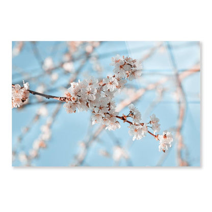 Close-Up Of the Blossoming Branch in Spring Acrylic Glass Print Tempered Glass Wall Art 100% Made in Australia Ready to Hang