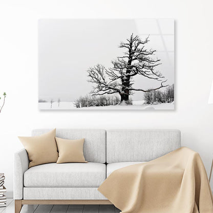 Oak Tree Winter Acrylic Glass Print Tempered Glass Wall Art 100% Made in Australia Ready to Hang