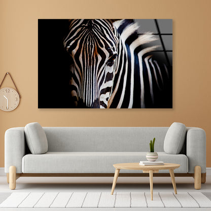 Wild Zebra in Black Background Acrylic Glass Print Tempered Glass Wall Art 100% Made in Australia Ready to Hang