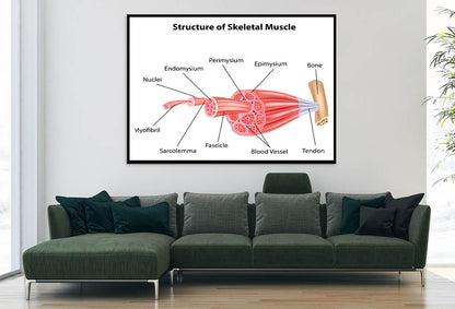 Structure Skeletal Muscle Anatomy Home Decor Premium Quality Poster Print Choose Your Sizes