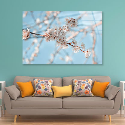 Close-Up Of the Blossoming Branch in Spring Acrylic Glass Print Tempered Glass Wall Art 100% Made in Australia Ready to Hang