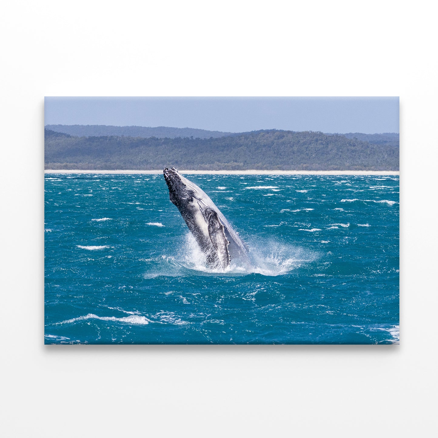 Fraser Island K’gari Queensland Whale Breach Wall Art Decor 100% Australian Made