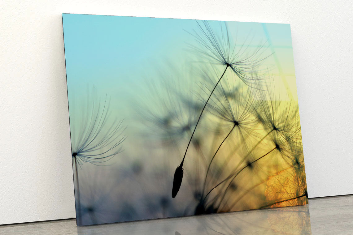 Golden Sunset & Dandelion Acrylic Glass Print Tempered Glass Wall Art 100% Made in Australia Ready to Hang