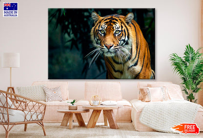 Proud Sumatran Tiger Prowling Towards  Wall Art Decor 100% Australian Made