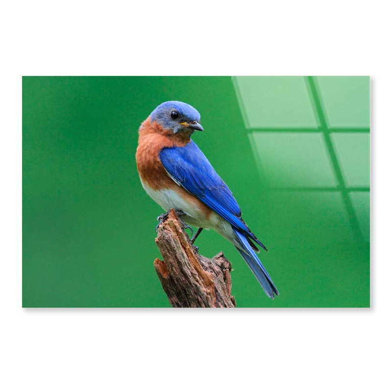 Blue Bird Sitting on Top of a Tree Branch Acrylic Glass Print Tempered Glass Wall Art 100% Made in Australia Ready to Hang