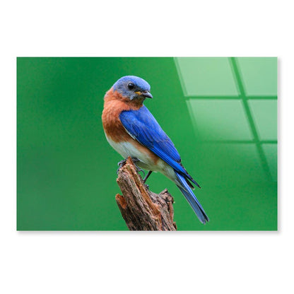 Blue Bird Sitting on Top of a Tree Branch Acrylic Glass Print Tempered Glass Wall Art 100% Made in Australia Ready to Hang