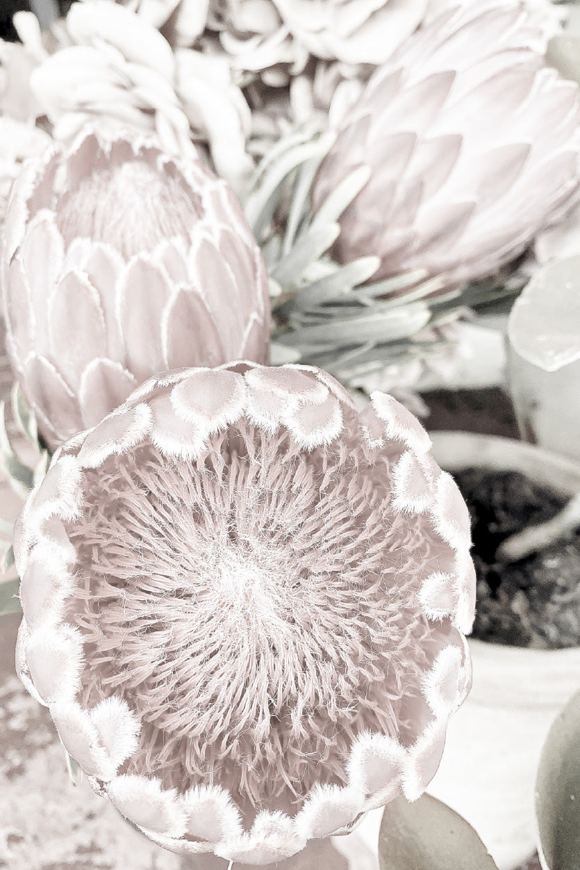 Protea Flowers Closeup Faded Photograph Glass Framed Wall Art, Ready to Hang Quality Print