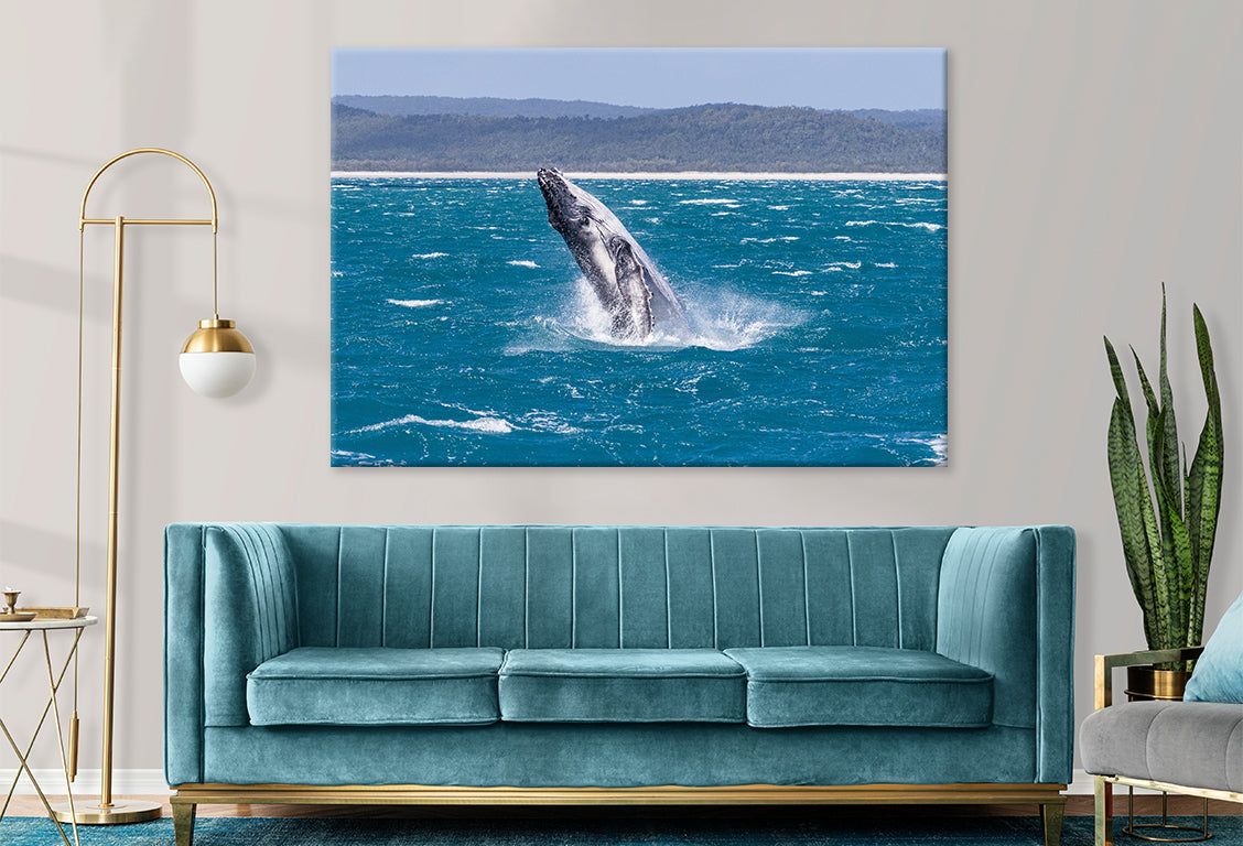 Fraser Island K’gari Queensland Whale Breach Wall Art Decor 100% Australian Made