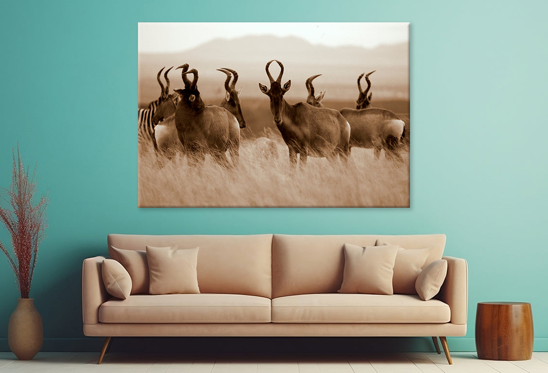 Monochrome Portrait of Hartebeest Wall Art Decor 100% Australian Made