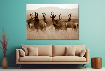 Monochrome Portrait of Hartebeest Wall Art Decor 100% Australian Made