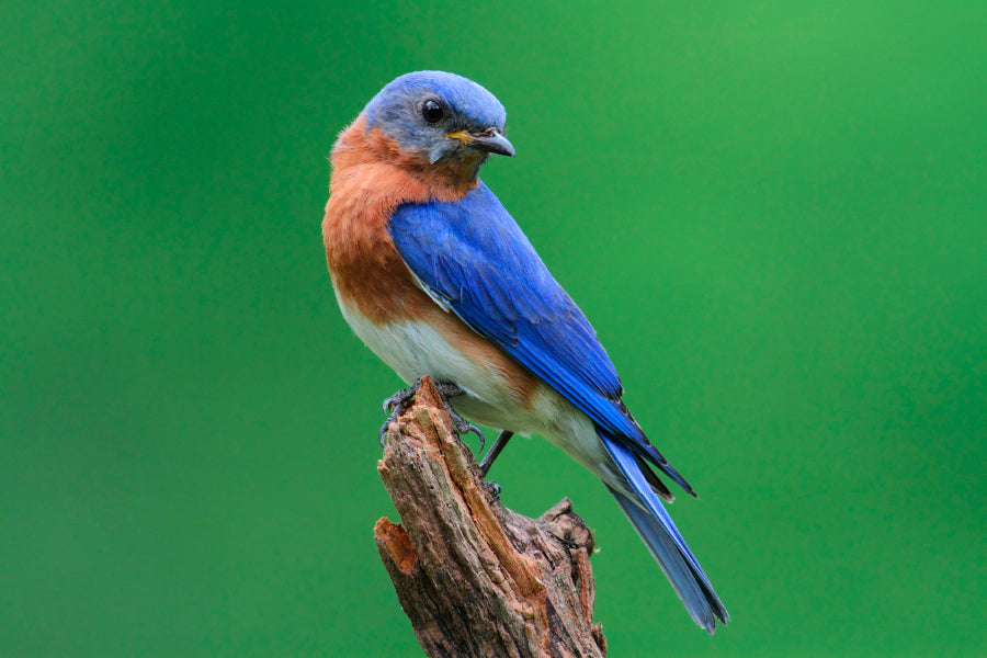 Blue Bird Sitting on Top of a Tree Branch Home Decor Premium Quality Poster Print Choose Your Sizes