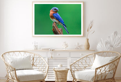 Blue Bird Sitting on Top of a Tree Branch Home Decor Premium Quality Poster Print Choose Your Sizes