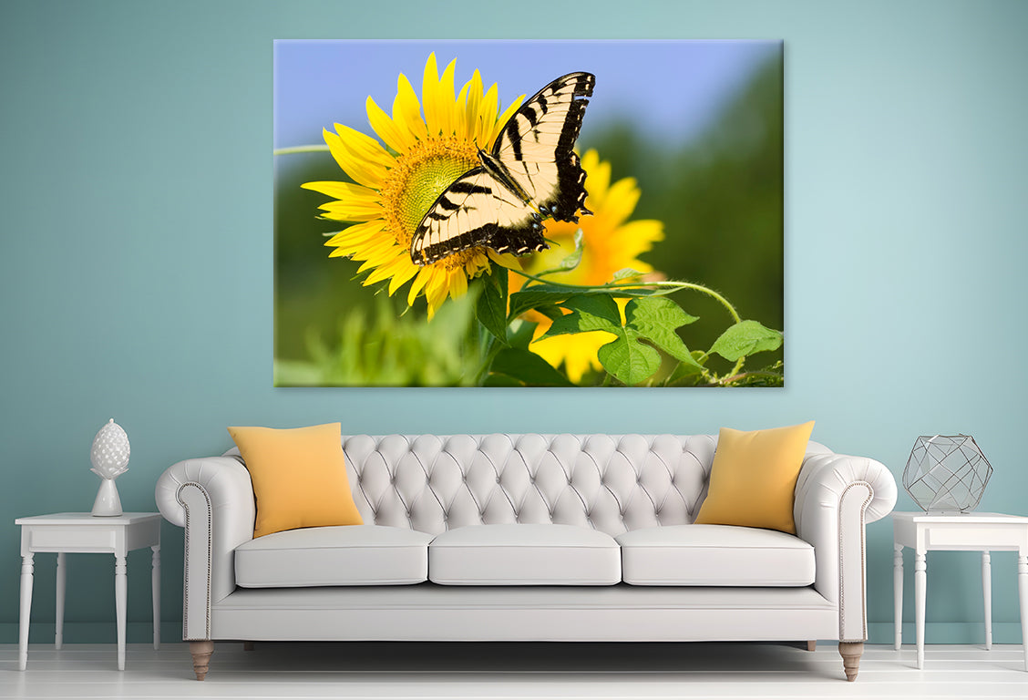 Butterfly Pollen Large Sunflower  Wall Art Decor 100% Australian Made