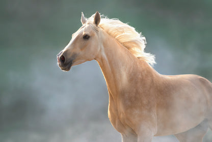 White Lusitano Horse in Movement Print 100% Australian Made