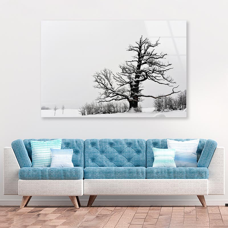 Oak Tree Winter Acrylic Glass Print Tempered Glass Wall Art 100% Made in Australia Ready to Hang