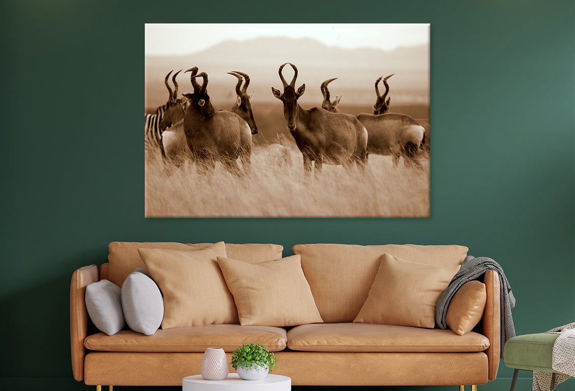 Monochrome Portrait of Hartebeest Wall Art Decor 100% Australian Made