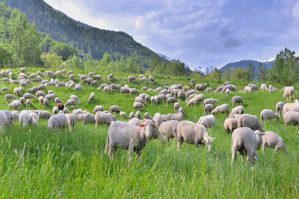 Flock of Sheep in Greenery Grassland at spring Home Decor Premium Quality Poster Print Choose Your Sizes