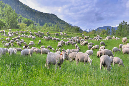 Flock of Sheep in Greenery Grassland at spring Home Decor Premium Quality Poster Print Choose Your Sizes