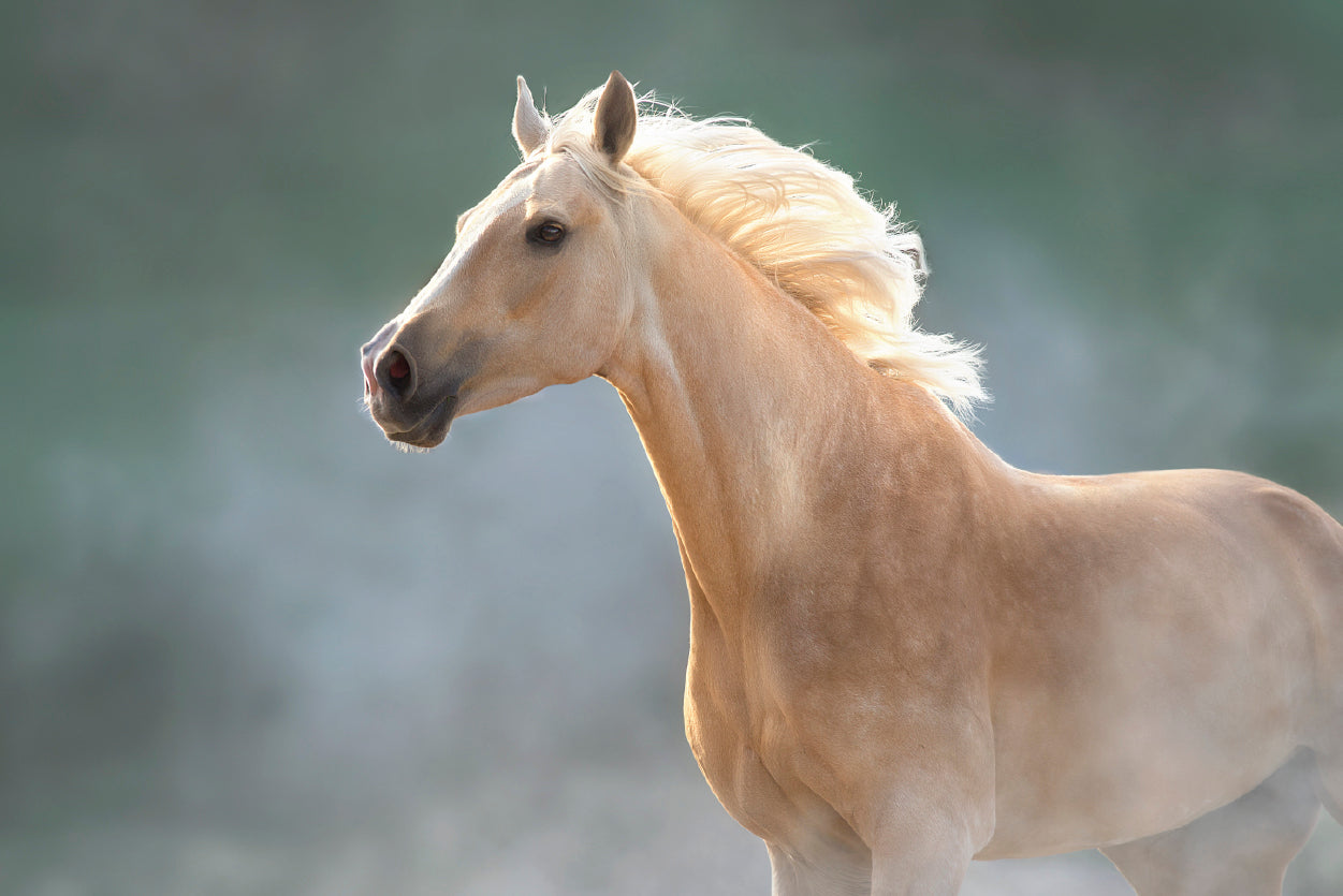 White Lusitano Horse in Movement Home Decor Premium Quality Poster Print Choose Your Sizes