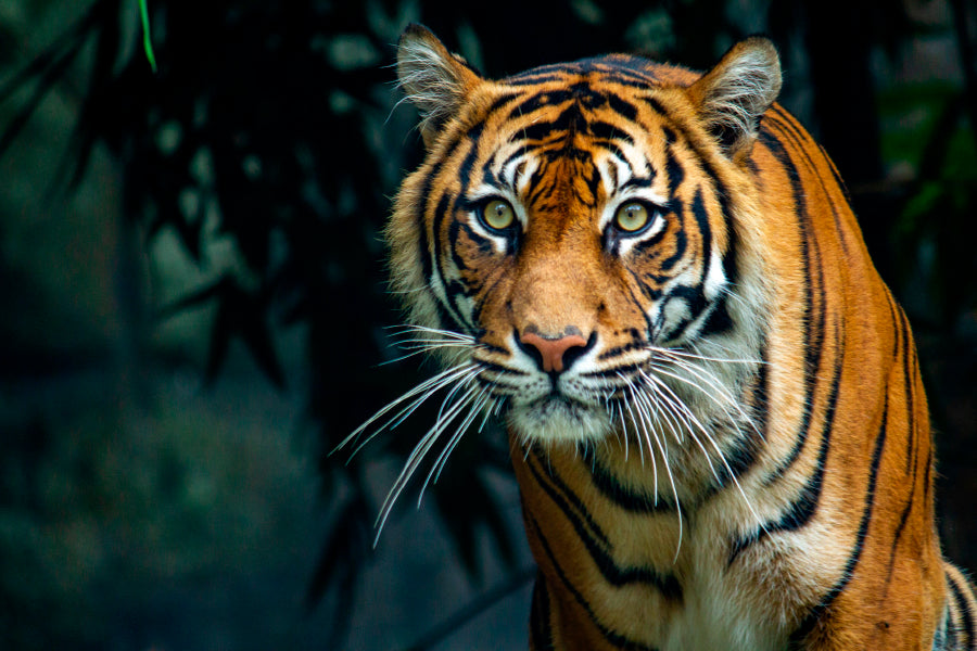 Proud Sumatran Tiger Prowling Towards Home Decor Premium Quality Poster Print Choose Your Sizes