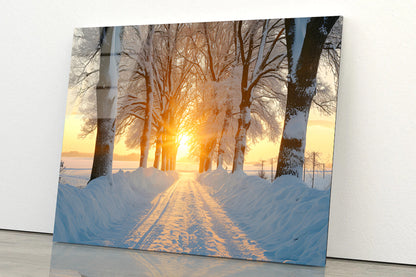 Winter with Tree Alley at Sunset Acrylic Glass Print Tempered Glass Wall Art 100% Made in Australia Ready to Hang