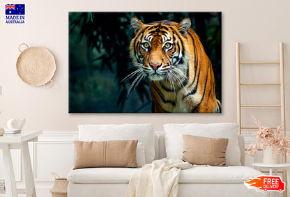 Proud Sumatran Tiger Prowling Towards  Wall Art Decor 100% Australian Made