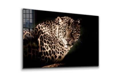 Leopard Closeup View UV Direct Aluminum Print Australian Made Quality