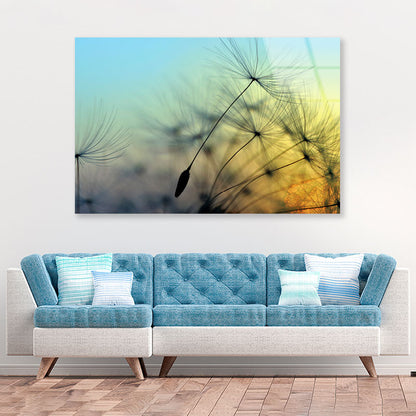 Golden Sunset & Dandelion Acrylic Glass Print Tempered Glass Wall Art 100% Made in Australia Ready to Hang