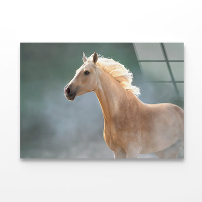 White Lusitano Horse in Movement Acrylic Glass Print Tempered Glass Wall Art 100% Made in Australia Ready to Hang