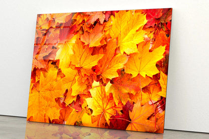 Autumn Orange Leaves Acrylic Glass Print Tempered Glass Wall Art 100% Made in Australia Ready to Hang