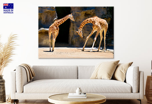 Giraffes at Taronga Park Zoo Sydney Wall Art Decor 100% Australian Made