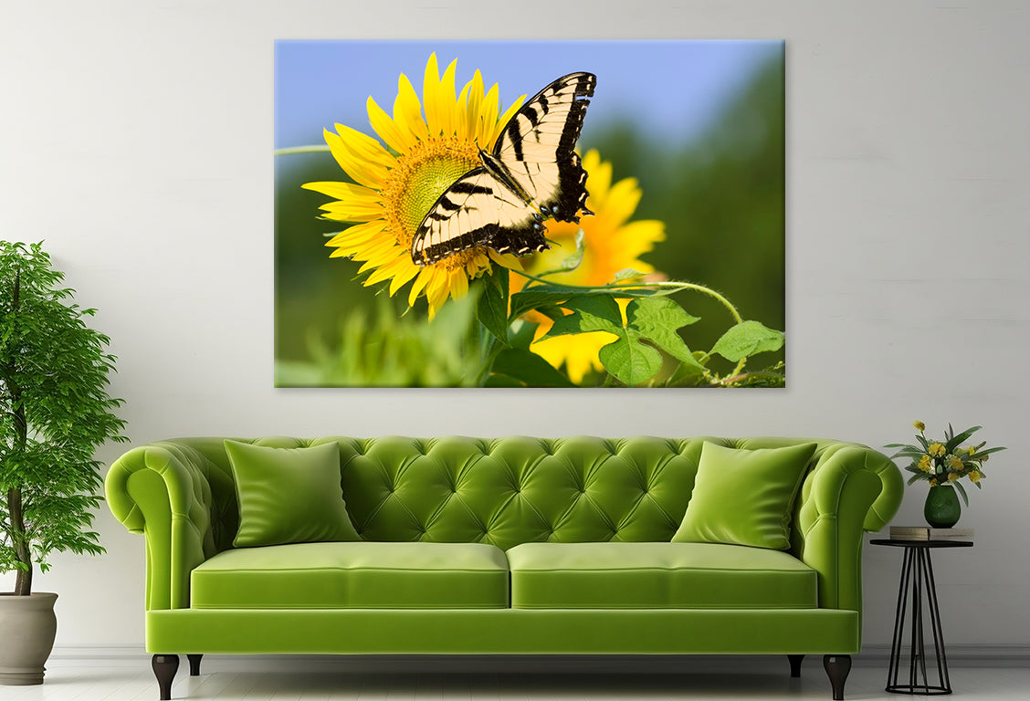 Butterfly Pollen Large Sunflower  Wall Art Decor 100% Australian Made