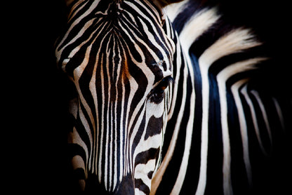 Wild Zebra in Black Background Print 100% Australian Made