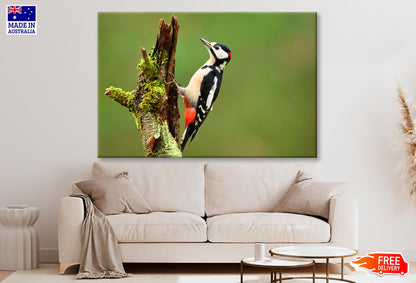 Great Spotted Woodpecker Wall Art Decor 100% Australian Made