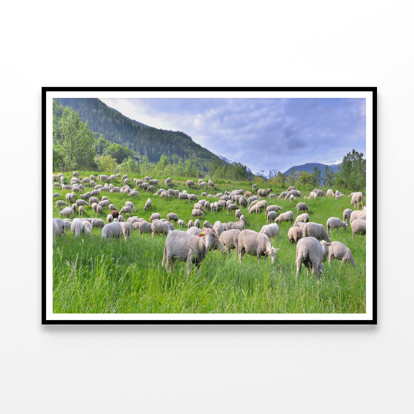 Flock of Sheep in Greenery Grassland at spring Home Decor Premium Quality Poster Print Choose Your Sizes