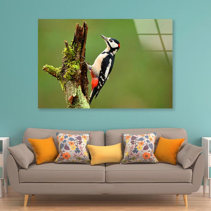 Great Spotted Woodpecker Acrylic Glass Print Tempered Glass Wall Art 100% Made in Australia Ready to Hang